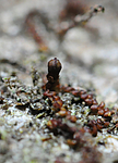 SIR_1335 / Frullania oakesiana / Oreblæremose