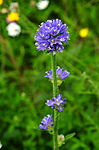 SIR_1735 / Campanula cervicaria / Stavklokke