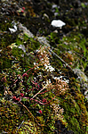 SIR_2276 / Sedum album / Hvitbergknapp