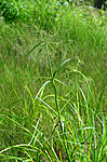 SIR_2337 / Scirpus radicans / Buesivaks