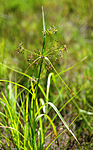 SIR_2377 / Scirpus radicans / Buesivaks