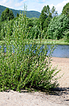 SIR_2391 / Salix daphnoides / Påskepil <br /> Salix daphnoides