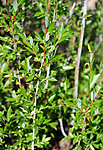 SIR_2394 / Salix daphnoides / Påskepil <br /> Salix daphnoides