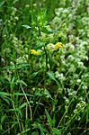SIR_2445 / Rhinanthus angustifolius / Storengkall