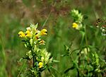 SIR_2628 / Rhinanthus angustifolius / Storengkall