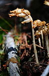 SIR_2858 / Monotropa hypopitys / Vaniljerot