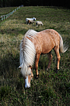 SIR_2887 / Equus caballus / Hest