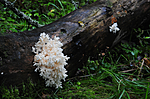 SIR_3096 / Hericium coralloides / Korallpiggsopp