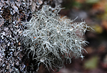 SIR_3650 / Usnea florida / Blomsterstry