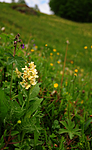 SIR_5385 / Dactylorhiza sambucina / Søstermarihand