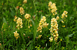 SIR_5403 / Dactylorhiza sambucina / Søstermarihand