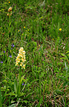SIR_5502 / Dactylorhiza sambucina / Søstermarihand