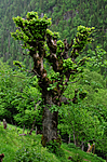 SIR_5571 / Ulmus glabra / Alm