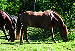 SIR_5681 / Equus caballus / Hest