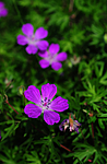 SIR_5908 / Geranium sanguineum / Blodstorkenebb