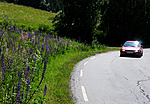 SIR_6080 / Lupinus polyphyllus / Hagelupin