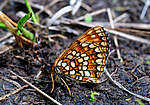 SIR_6174 / Melitaea diamina / Mørk rutevinge