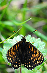 SIR_6175 / Melitaea diamina / Mørk rutevinge