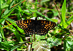 SIR_6185 / Melitaea diamina / Mørk rutevinge