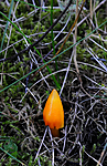 SIR_7009 / Hygrocybe acutoconica / Spiss vokssopp