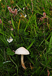 SIR_7033 / Lepiota oreadiformis / Blek parasollsopp