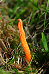 SIR_7068 / Cordyceps militaris / Rød åmeklubbe