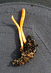 SIR_7086 / Cordyceps militaris / Rød åmeklubbe