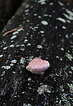 SIR_7541 / Fomitopsis rosea / Rosenkjuke