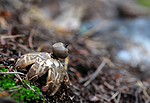 SIR_7981 / Geastrum pectinatum / Skaftjordstjerne
