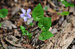 SIR_9180 / Viola selkirkii / Dalfiol