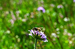 SIR_9944