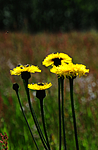 SIR_9960 / Hypochaeris maculata / Flekkgrisøre