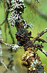 SR0339 / Austrella arachnoidea <br /> Erioderma pedicellatum / Trønderlav