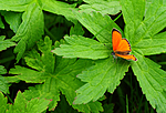 SR0_0062 / Lycaena virgaureae / Oransjegullvinge