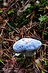 SR0_0181 / Hydnellum caeruleum / Blå brunpigg