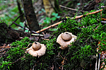 SR0_0632 / Geastrum fimbriatum / Brun jordstjerne
