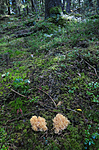 SR0_0703 / Ramaria neoformosa