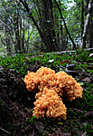 SR0_1129 / Ramaria neoformosa
