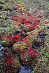 SR0_2621 / Bryum weigelii / Kildevrangmose