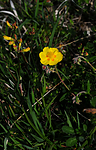 SR0_2911 / Helianthemum nummularium / Solrose