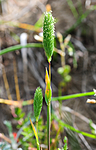 SR0_3056 / Phleum arenarium / Sandtimotei
