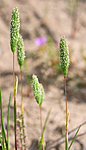 SR0_3080 / Phleum arenarium / Sandtimotei