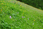 SR0_7421 / Dactylorhiza maculata / Flekkmarihånd