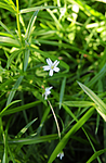 SR0_8207 / Stellaria palustris / Myrstjerneblom