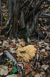 SR0_8715 / Ramaria flavescens / Stor korallsopp