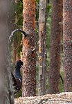 _4235460 / Tetrao urogallus / Storfugl