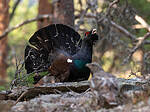 _4235481 / Tetrao urogallus / Storfugl