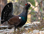 _4235486 / Tetrao urogallus / Storfugl