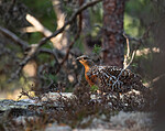 _4235494 / Tetrao urogallus / Storfugl