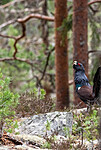 _4235526 / Tetrao urogallus / Storfugl